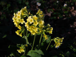Schlüsselblume